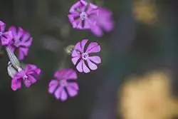 לווי רגשי בחדרה